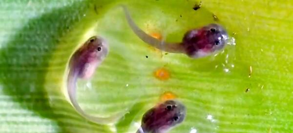 عکس بچگی قورباغه
