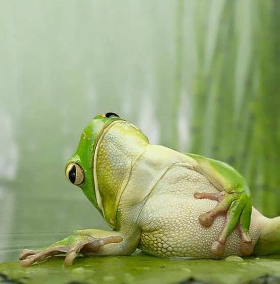 عکس بچگی قورباغه