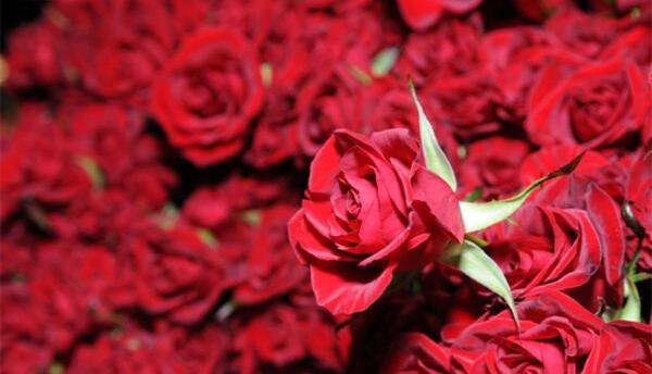 عکس گل رز پرپر شده