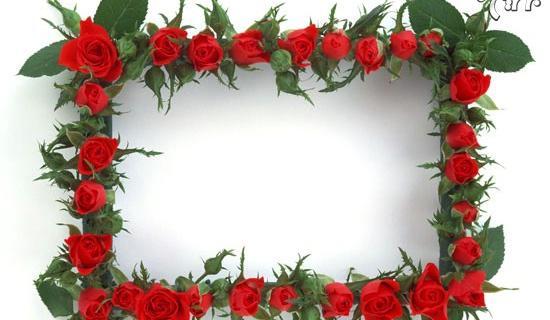 عکس گل رز پرپر شده
