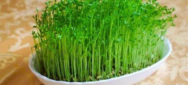 عکس سبزه عید برای پروفایل