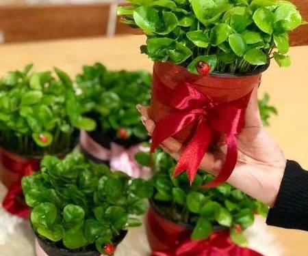 عکس سبزه عید برای پروفایل