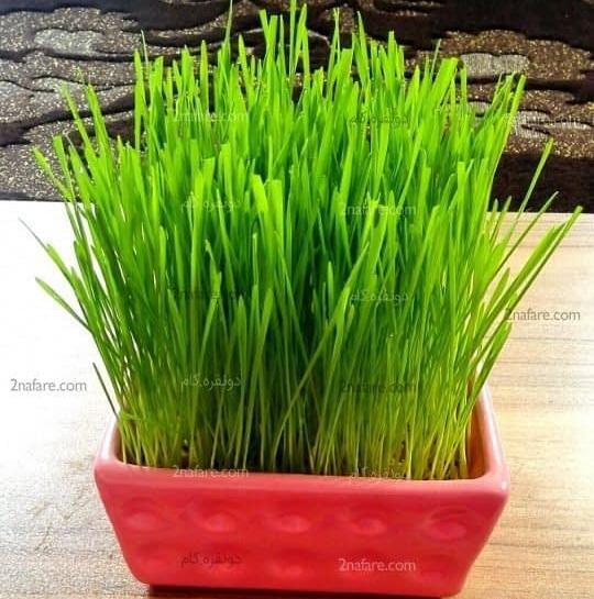 عکس سبزه عید برای پروفایل