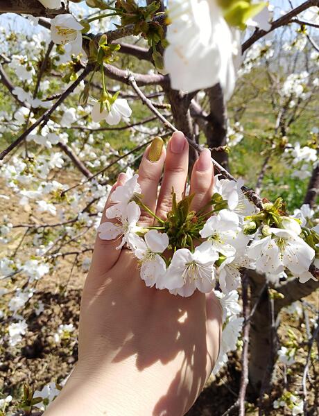 عکس شکوفه بهاری در دست