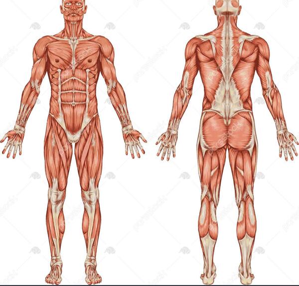 عکس پروفایل آناتومی بدن