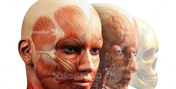 عکس پروفایل آناتومی بدن