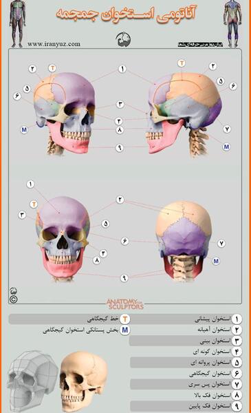 عکس پروفایل آناتومی بدن