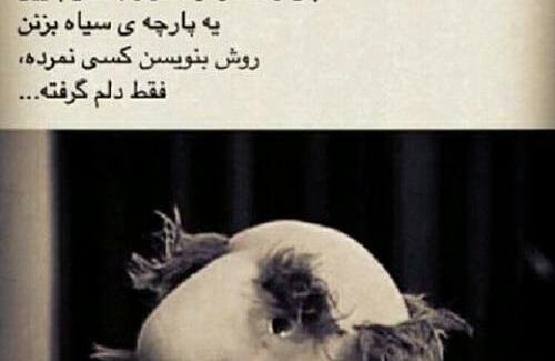 عکس دمت گرم روزگار
