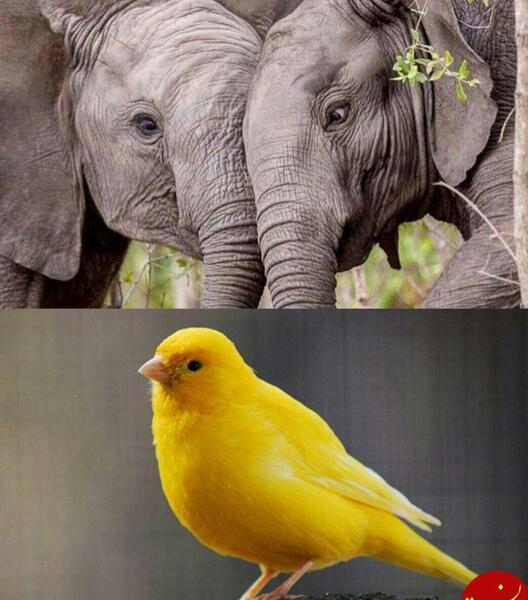 عکس قلب فیل