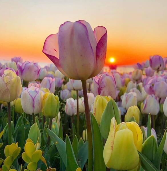 عکس زیبا طبیعت گل
