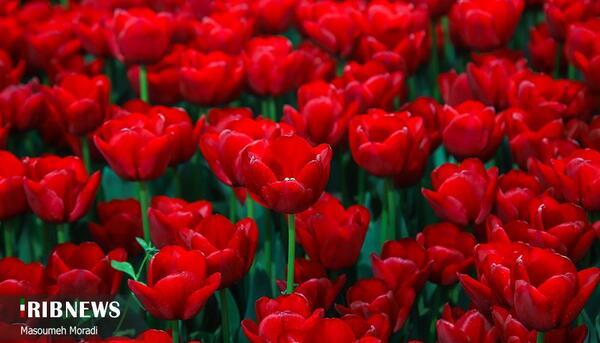عکس گل لاله برای شهید