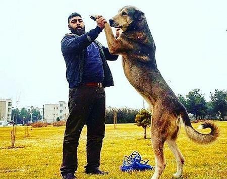 عکس امیر بکایی