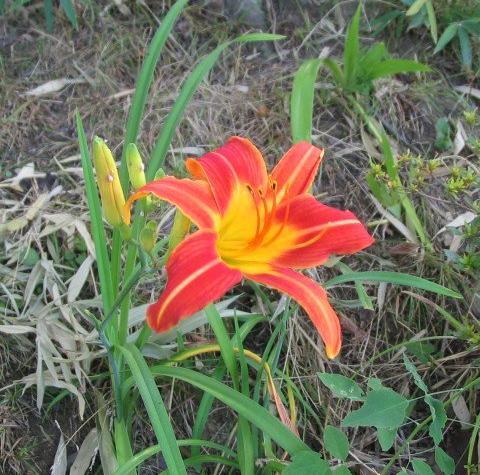 عکس گل تک لپه ای