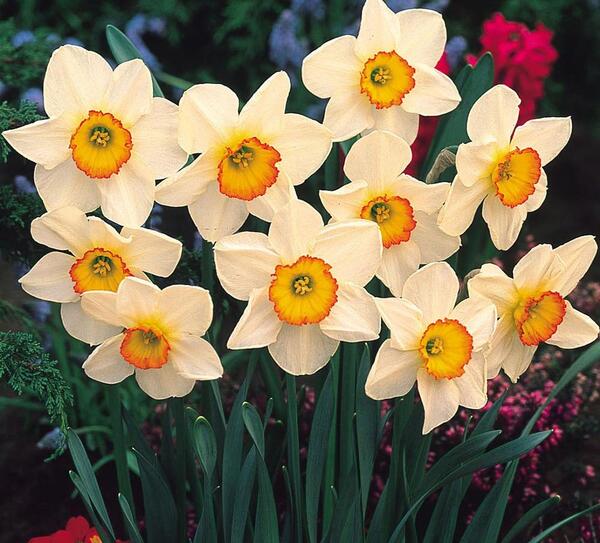 عکس گل تک لپه ای