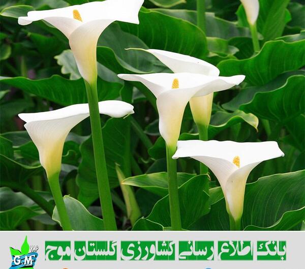 عکس گل تک لپه ای