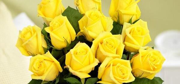 عکس گل رز همه رنگ
