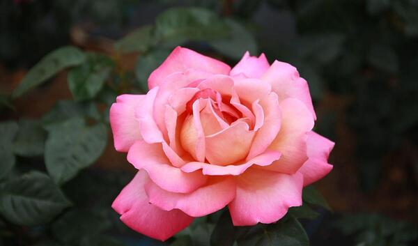 عکس گل رز همه رنگ