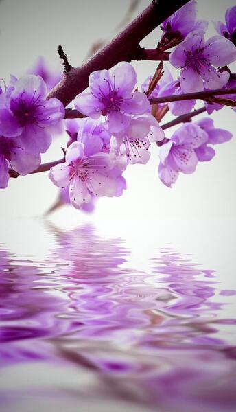 عکس بهاری برای تصویر زمینه
