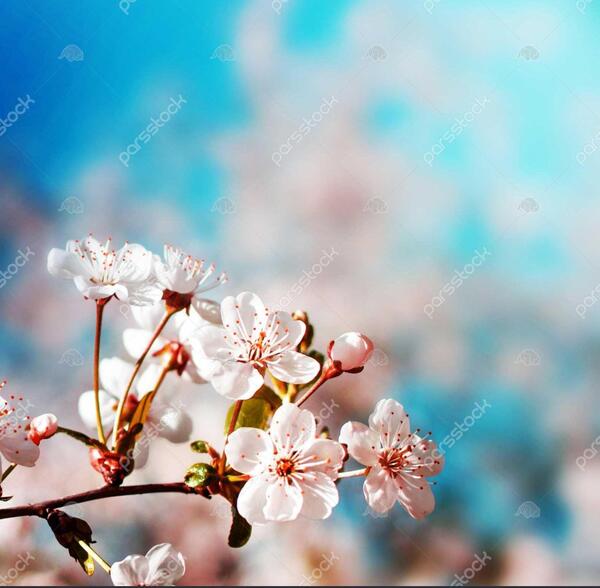 عکس بهاری برای تصویر زمینه