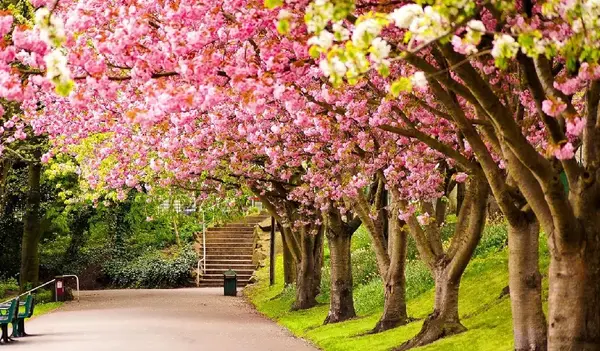 عکس بهاری برای تصویر زمینه