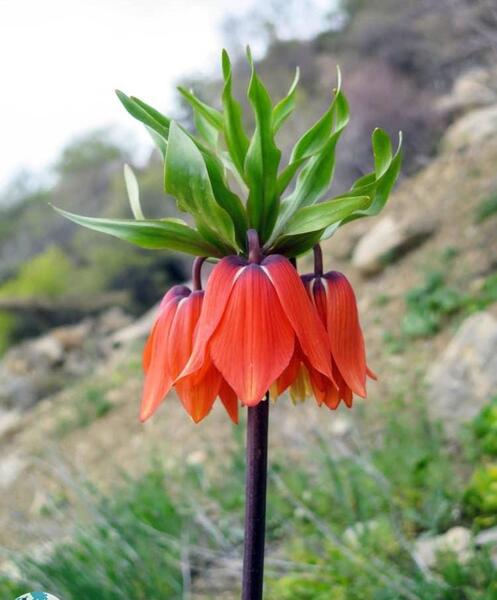 عکس گل لاله برای گروه