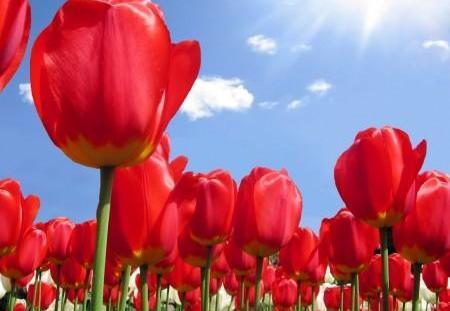 عکس گل لاله برای گروه