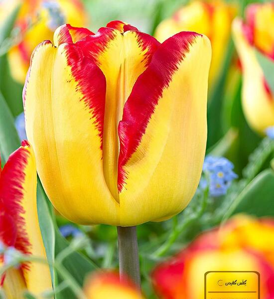 عکس گل لاله برای گروه