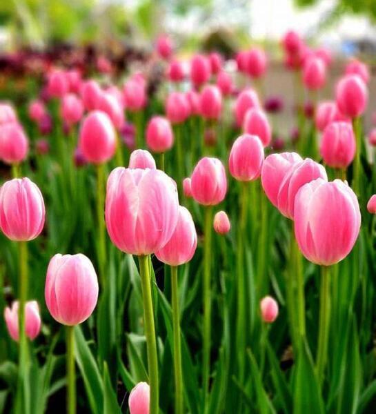 عکس گل لاله برای گروه