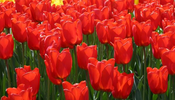 عکس گل لاله برای گروه