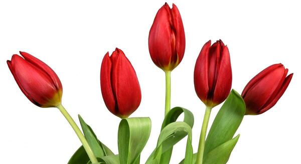 عکس گل لاله برای گروه