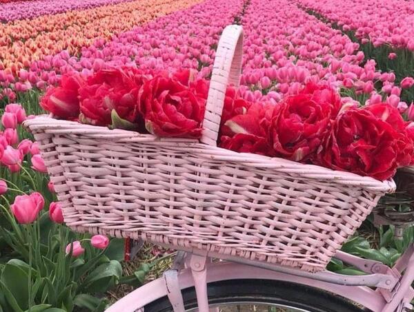 عکس گل لاله برای گروه