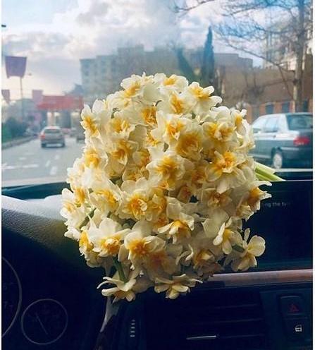 عکس گل نرگس تو ماشین