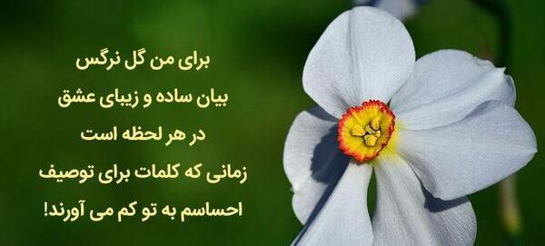 عکس گل نرگس تو ماشین
