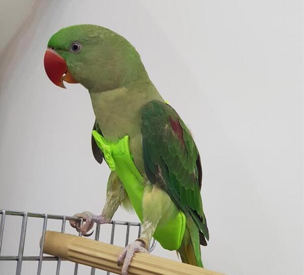 عکس طوطی در خانه