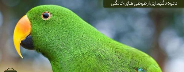 عکس طوطی در خانه