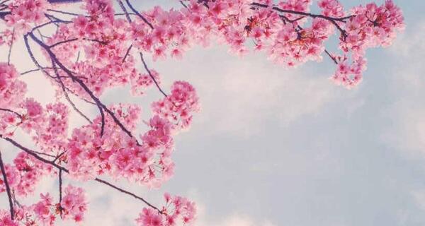 عکس شکوفه صورتی