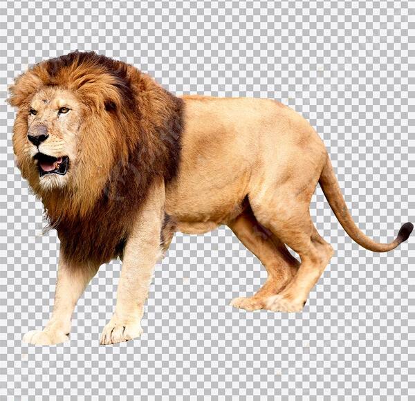 عکس شیر در حال غرش