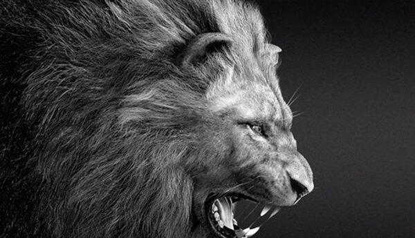 عکس شیر در حال غرش