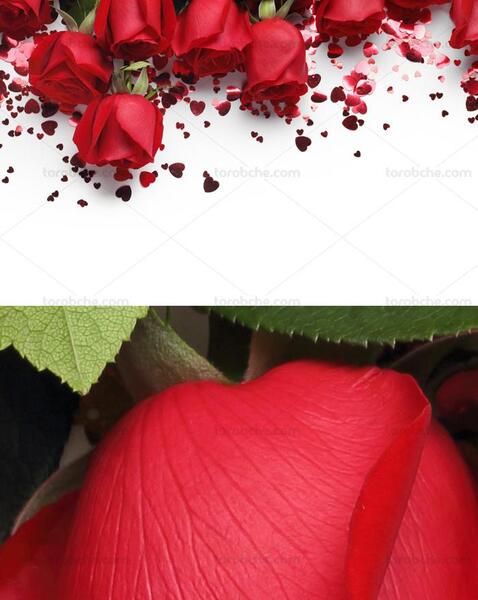 عکس گلهای زیبا برای بک گراند