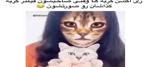 عکس های خنده دار گربه ها با متن