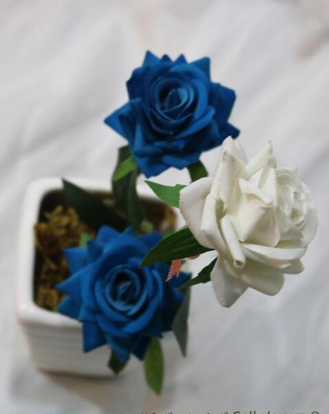 عکس گل رز آبی و سفید