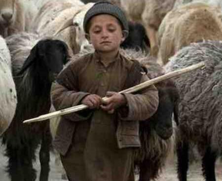 عکس امیر چوپانی