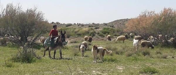 عکس امیر چوپانی