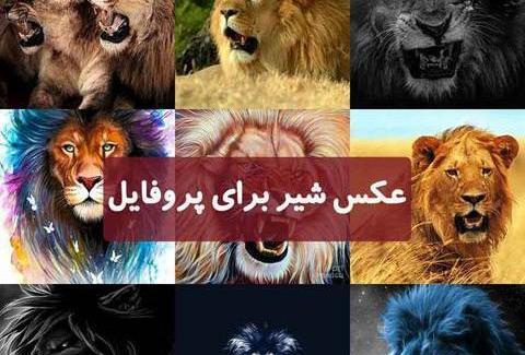 عکس شیر زیبا برای پروفایل