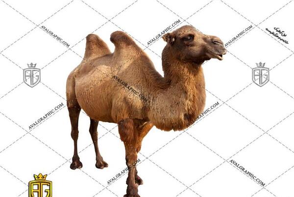 عکس شتر با روسری