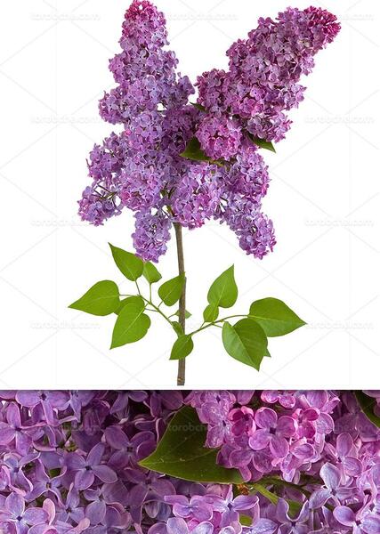 عکس سه بعدی یاس