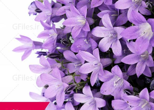 عکس سه بعدی یاس