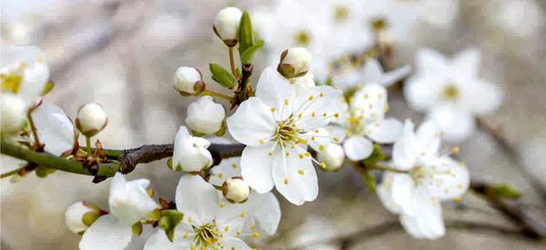 عکس سه بعدی یاس
