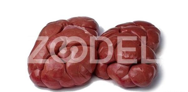 عکس قلوه گاو