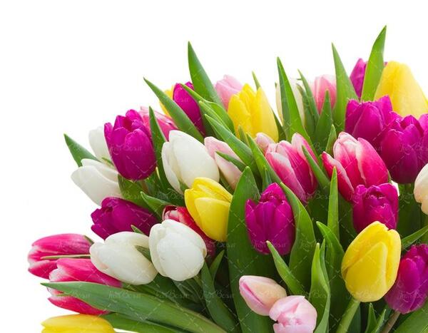 عکس دسته گل لاله